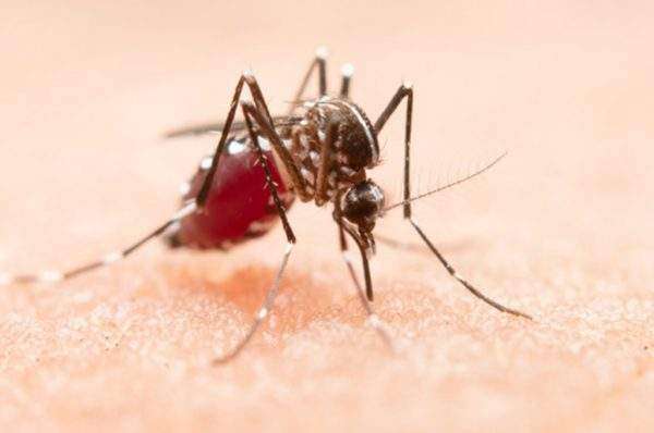 enfemedad del dengue